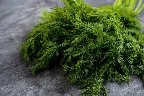 قیمت شگفت انگیز شوید خشک پفکی + فروش استثنایی